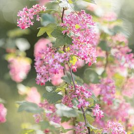 Fleur rose sur Tessa in Focus