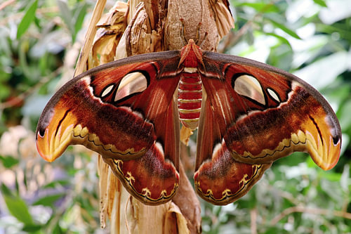 The Atlas moth (Attacus atlas) is a moth belonging to the family Saturniidae