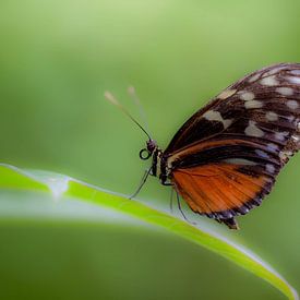 butterfly von Marcel Kelfkens