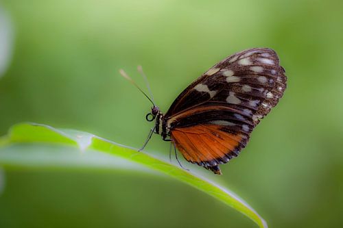 butterfly van Marcel Kelfkens