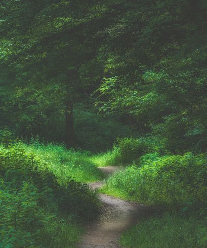 Forest path in sunlight