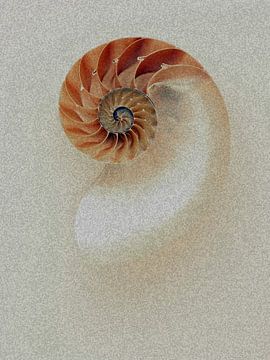 Nautilus van Gisela - Art for you