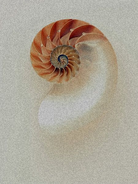 Nautilus van GᎥรєlค Art Ŧ๏г Y๏ย