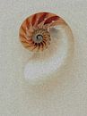 Nautilus van GᎥรєlค Art Ŧ๏г Y๏ย thumbnail