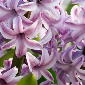 Pink hyacinth by Monique Hassink