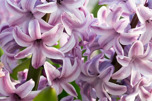 Roze hyacint van Monique Hassink