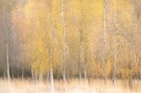 Birch grove