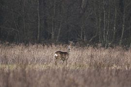 Ree alert looking up in open field / meadow by Maarten Oerlemans