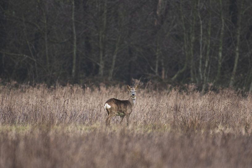 Ree alert looking up in open field / meadow by Maarten Oerlemans