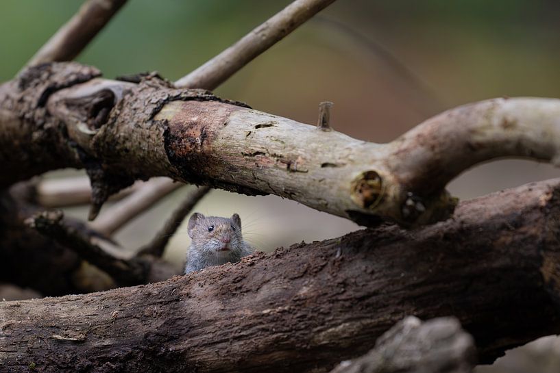 Wühlmaus von Rene van Dam