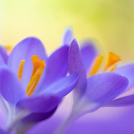 Purple crocuses with a touch of green by Annika Westgeest Photography