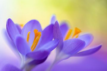 Crocus violets avec une touche de vert sur Annika Westgeest Photography