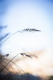 Backlight by Danique Habets