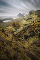 Der einsame Baum
