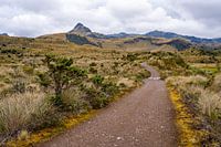 Páramo nabij Papallacta, Ecuador