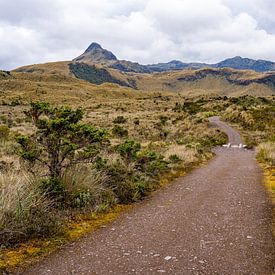 Páramo near Papallacta, Ecuador by Pascal van den Berg