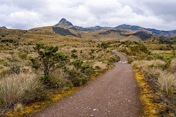 Páramo nabij Papallacta, Ecuador van Pascal van den Berg