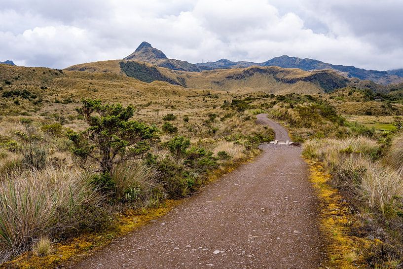Páramo near Papallacta, Ecuador by Pascal van den Berg