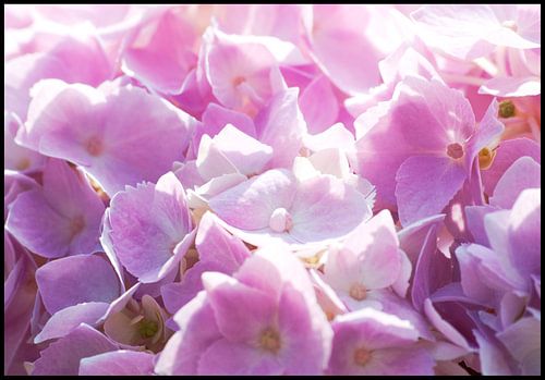 Bloemen