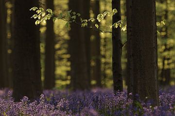 Hallerbos by Hans Koster