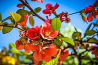Apple Blossom