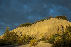 Arbres et buissons sur une grande dune de sable