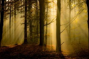 stralend herfstbos van Lex Scholten