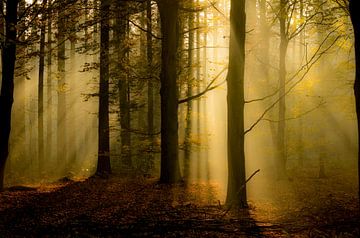 strahlender Herbstwald von Lex Scholten