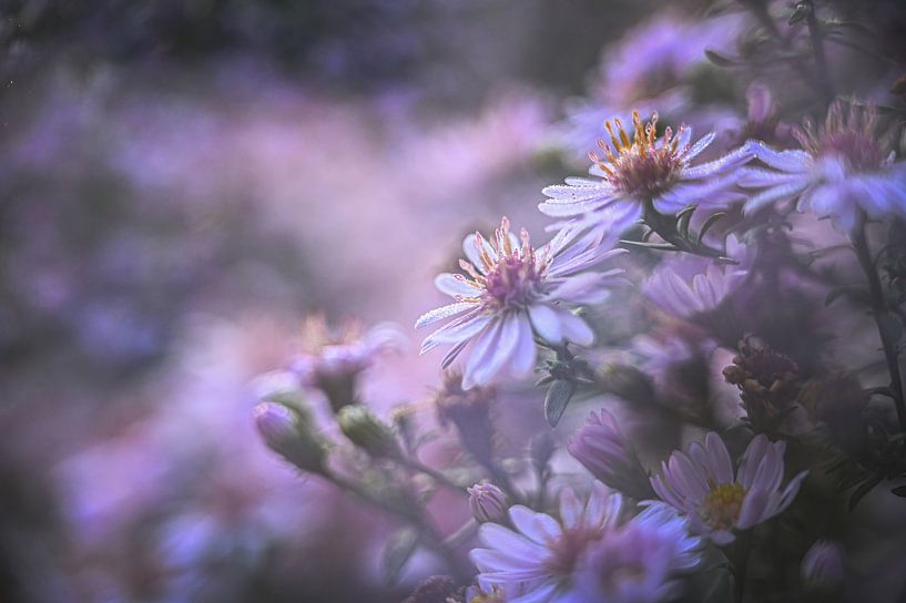 flowers part 423 by Tania Perneel