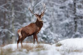 Deer in the snow by Daniela Beyer