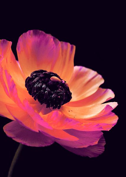 Pink Ranunculus-2 by Pia Schneider