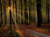 Zonsopkomst in het bos.
