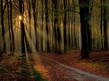 Sonnenaufgang im Wald.