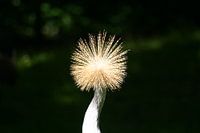Bird or not?