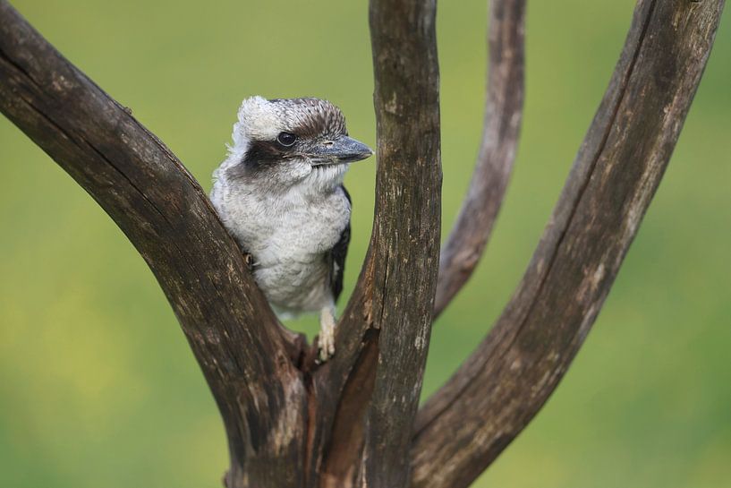 Kookaburra (Dacelo novaeguineae) von Ronald Pol