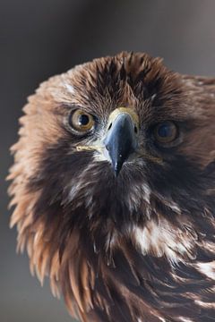 Gouden adelaar kijkt met een scherpe blik volledig gezicht draaiend zijn hoofd close-up