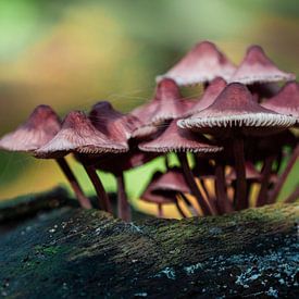 Les champignons sous le soleil d'automne sur Ruud Jansen