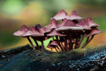 Paddestoelen in de herfstzon