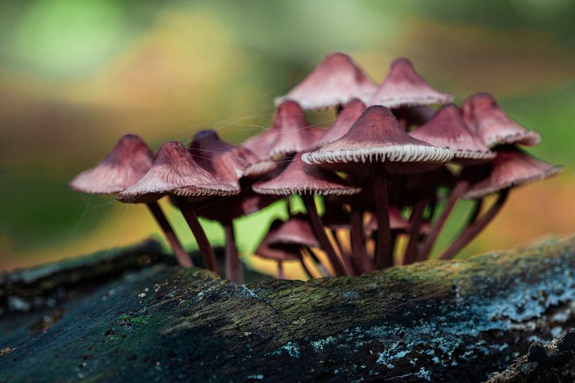 Pilze in der Herbstsonne von Ruud Jansen