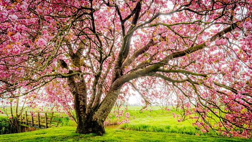 Japanse sierkers ,Kanzan', Prunus bij Kubaard, Friesland, Nederland. van Jaap Bosma Fotografie