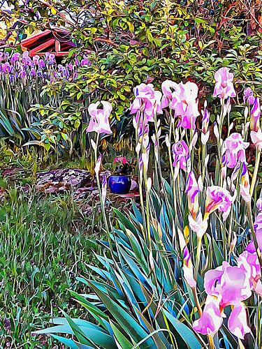 Mijn Geheime Iris Tuin