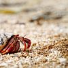 Crabe hermite dans une carapace en mouvement sur Ralf Lehmann