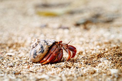 Kluizenaarskrab in een schelp onderweg