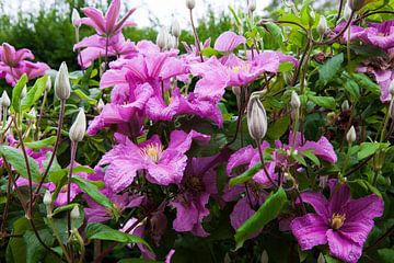 Clematis, Wollerton Old Hall Tuinen, Shropshire, Engeland van Lieuwe J. Zander