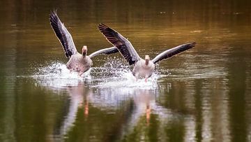 flock of geese by Gino pisonier