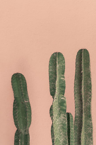 Cacti for a pink wall