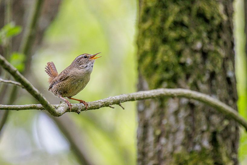 wren by ton vogels