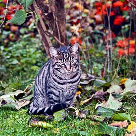 Chat-tigre dans les feuilles d'automne sur Silva Wischeropp