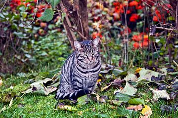Chat-tigre dans les feuilles d'automne