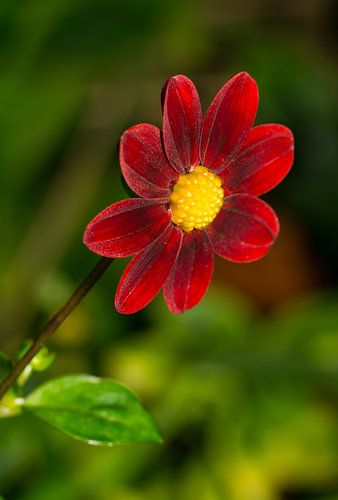Dahlia Rood